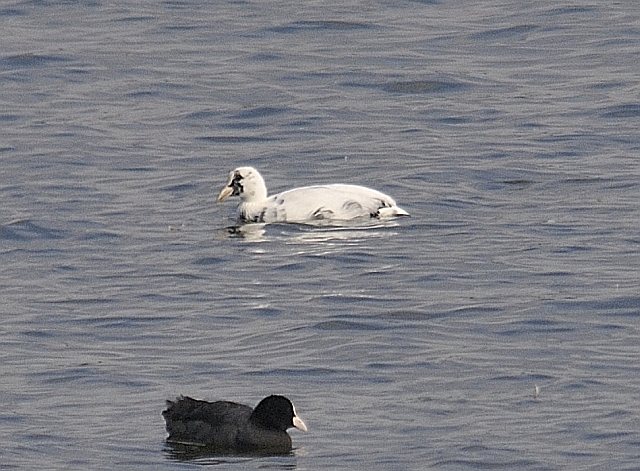 Blässhuhn &copy; Friedrich Renner