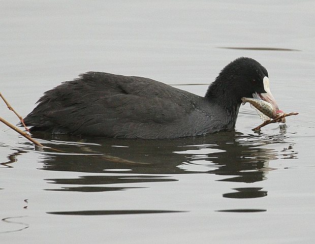 Blässhuhn &copy; Carl-Peter Herbolzheimer