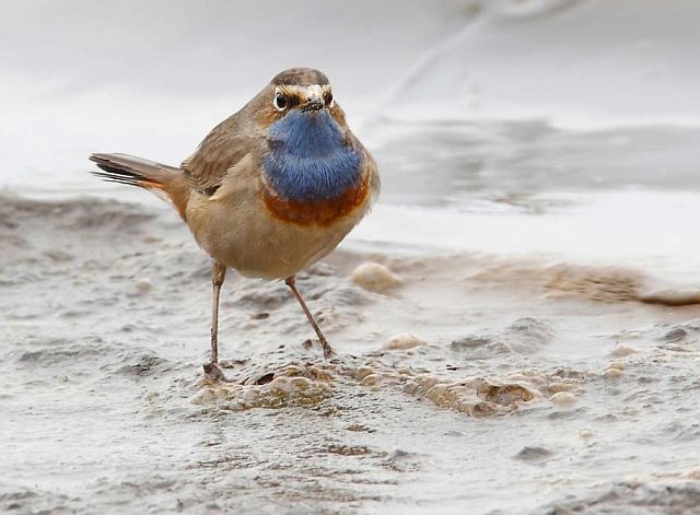 Blaukehlchen &copy; Michael Manitz