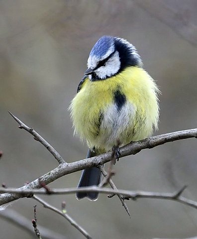 Blaumeise © Carl-Peter Herbolzheimer