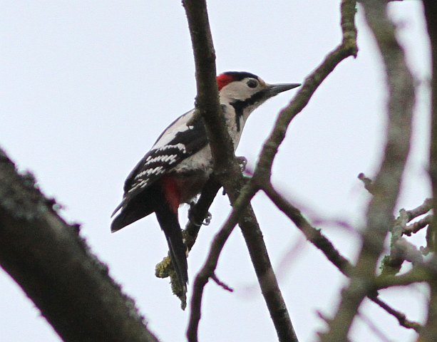 Blutspecht &copy; Kirsten Krätzel