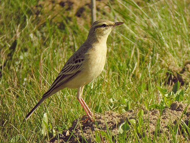 Brachpieper &copy; Rainer Jahn