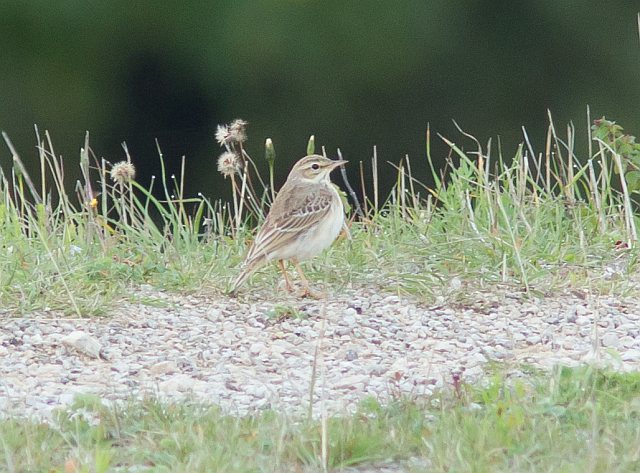 Brachpieper &copy; Robert Kugler