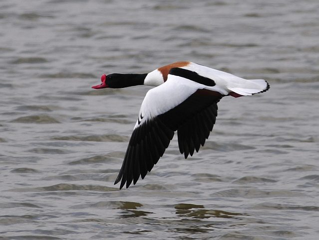 Brandgans &copy; Norbert Estner