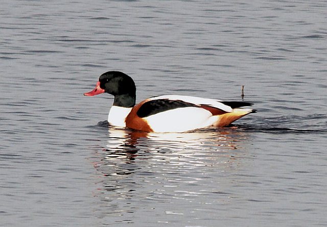 Brandgans &copy; H.-Dieter Naundorf