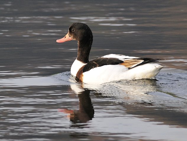 Brandgans &copy; Norbert Estner