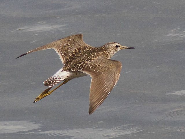 Bruchwasserläufer &copy; Robert Gerigk