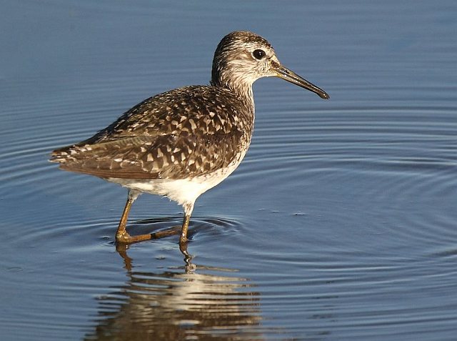 Bruchwasserläufer © Carl-Peter Herbolzheimer