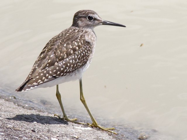 Bruchwasserläufer &copy; Robert Gerigk