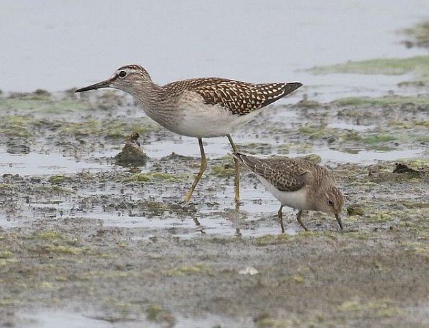 Bruchwasserläufer © Carl-Peter Herbolzheimer