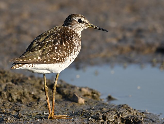 Bruchwasserläufer © Norbert Estner