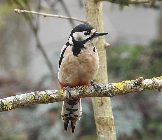 Buntspecht &copy; Hubert Bosch