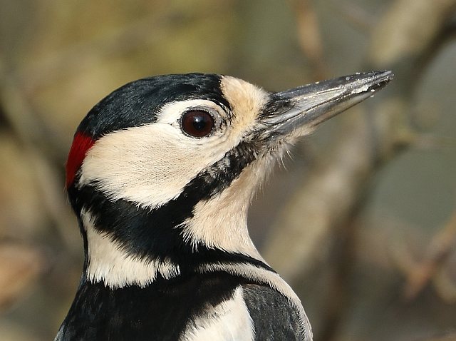 Buntspecht &copy; Carl-Peter Herbolzheimer