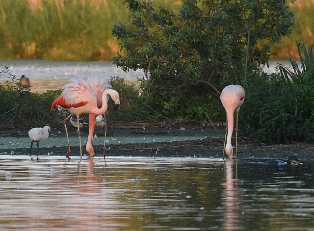 Chileflamingo © Peter Zach