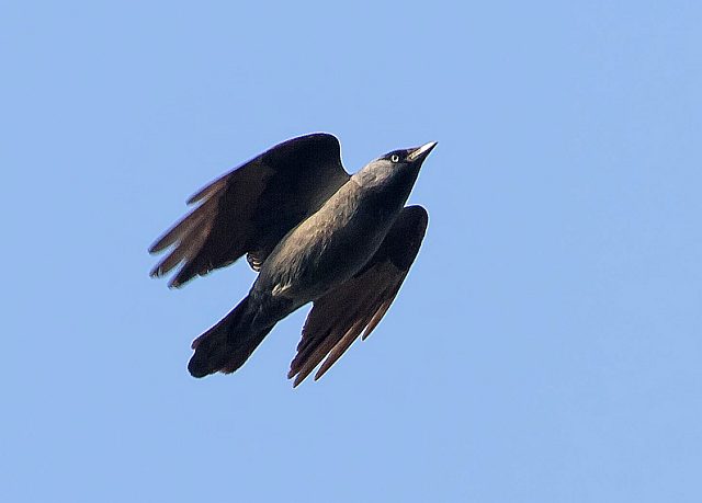 Dohle &copy; Carl-Peter Herbolzheimer