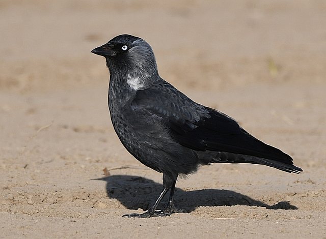 Dohle &copy; Stefan Tewinkel