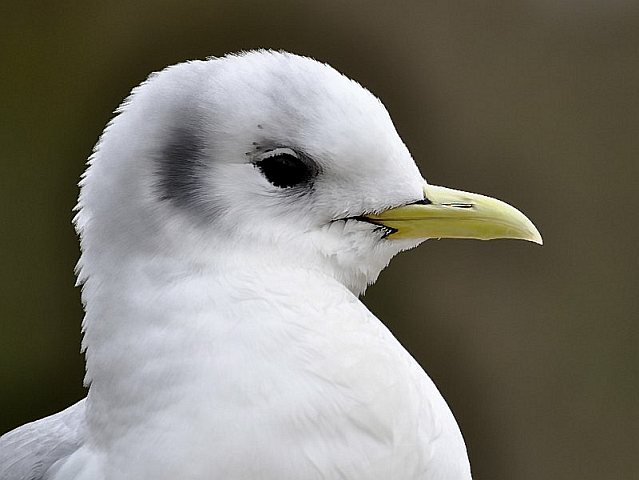 Dreizehenmöwe © Hartmut Strobel