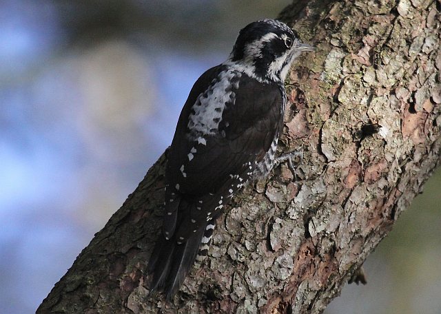 Dreizehenspecht &copy; Christian Haass