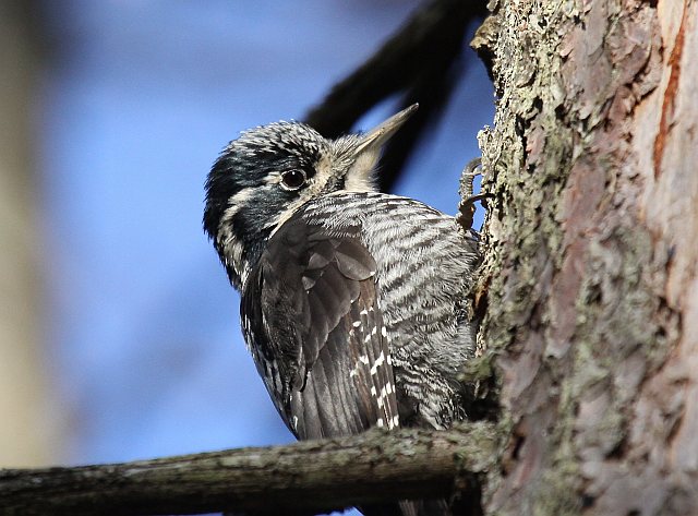 Dreizehenspecht &copy; Christian Haass
