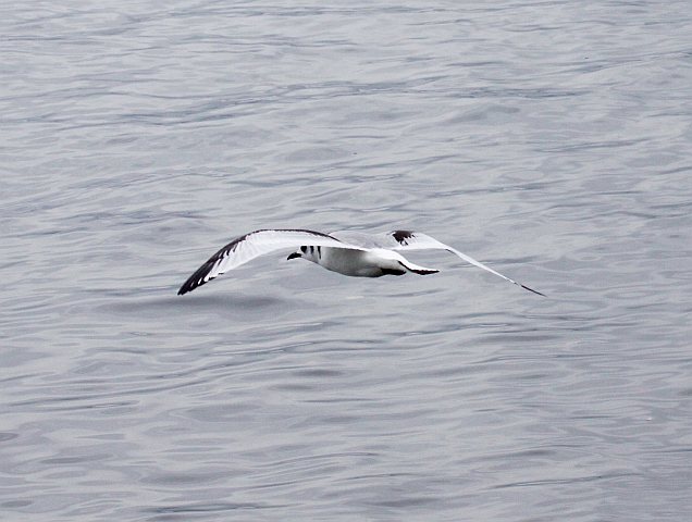 Dreizehenmöwe &copy; Christian Haass