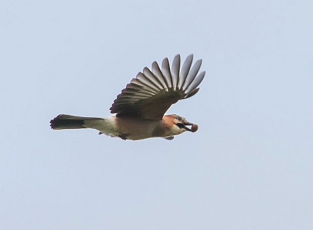 Eichelhäher &copy; Carl-Peter Herbolzheimer