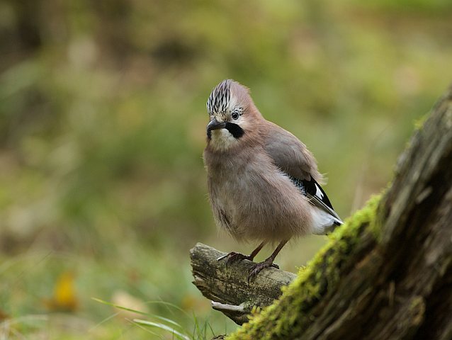 Eichelhäher &copy; Otmar Forster
