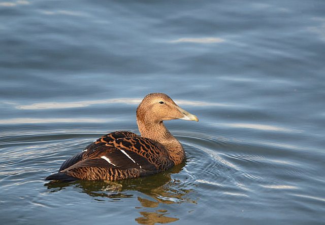 Eiderente &copy; Peter Krause