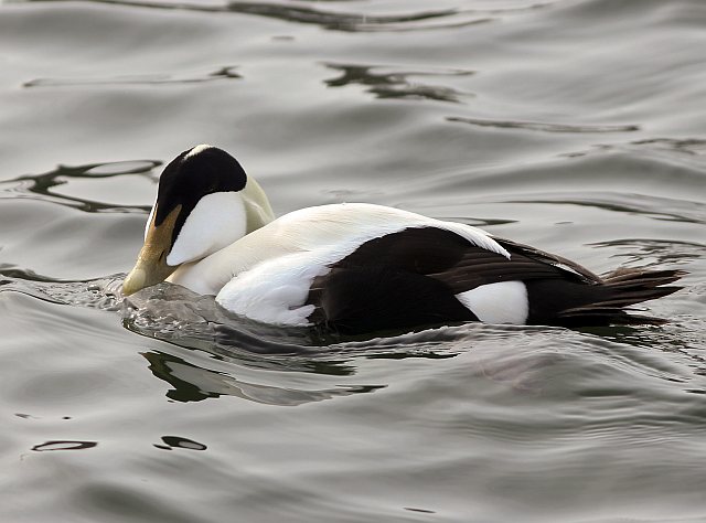 Eiderente &copy; Klaus Kirchmayer