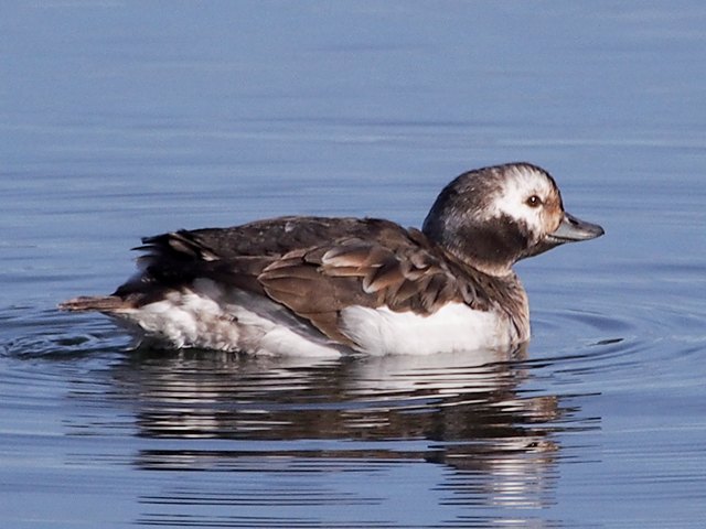 Eisente &copy; Franz Fischer