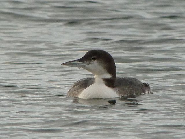 Eistaucher &copy; Stefan Greif