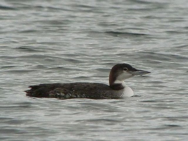 Eistaucher &copy; Stefan Greif