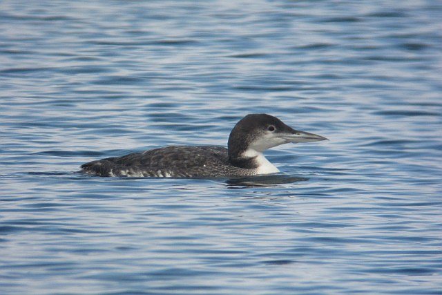 Eistaucher &copy; Kirsten Krätzel