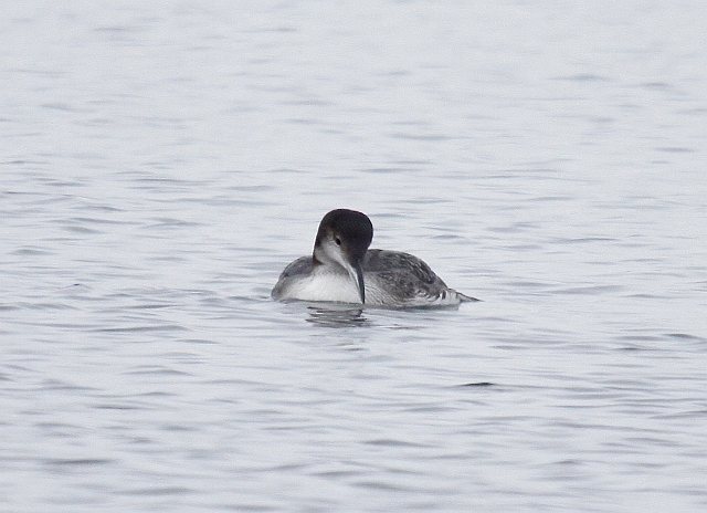 Eistaucher &copy; Christian Haass