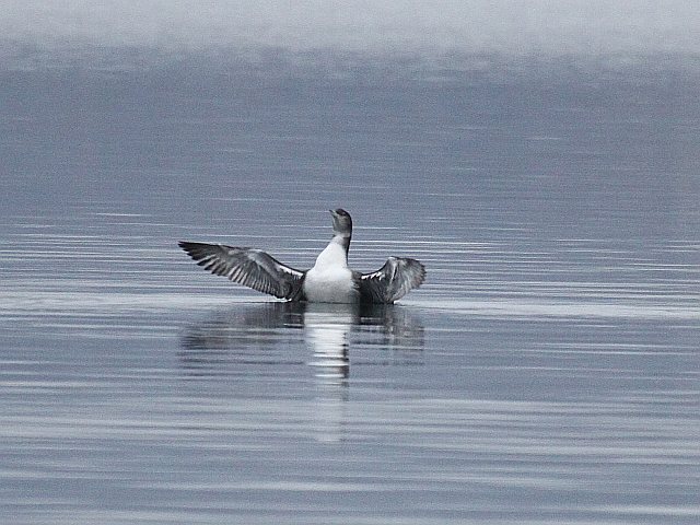 Eistaucher &copy; Christian Haass