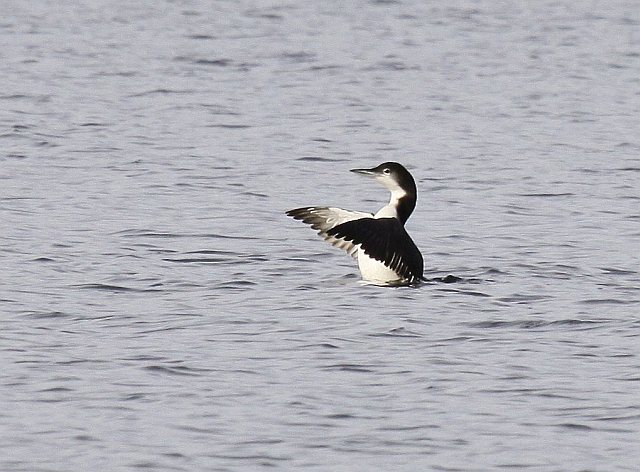 Eistaucher &copy; Christian Haass