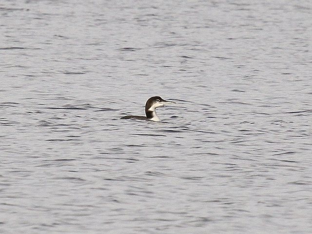 Eistaucher &copy; Christian Haass