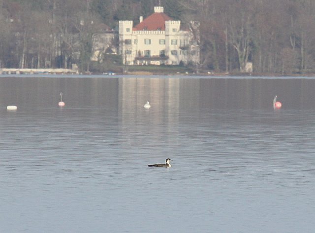 Eistaucher &copy; Christian Haass