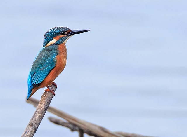 Eisvogel &copy; Johannes Sänze