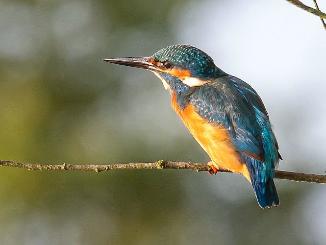 Eisvogel &copy; Carl-Peter Herbolzheimer