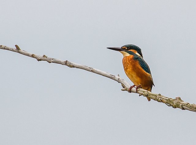 Eisvogel &copy; Carl-Peter Herbolzheimer