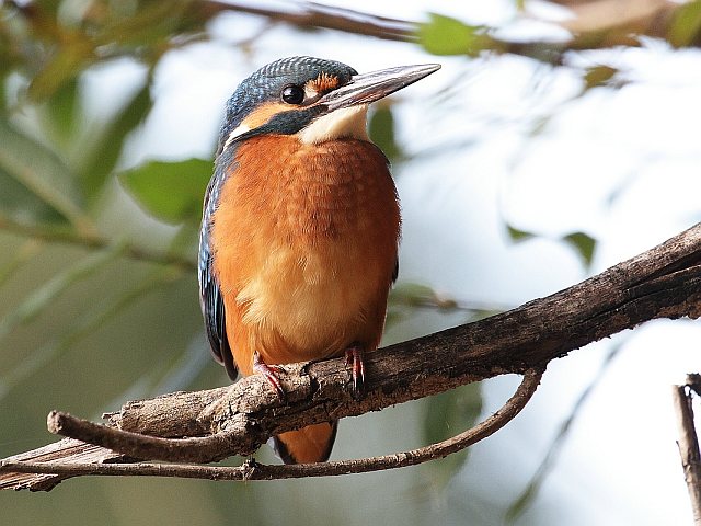 Eisvogel &copy; Carl-Peter Herbolzheimer