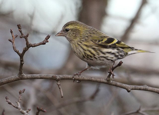 Erlenzeisig &copy; Carl-Peter Herbolzheimer