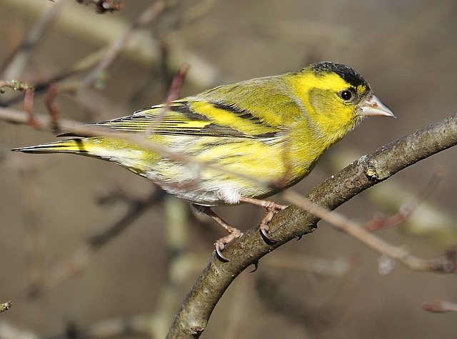 Erlenzeisig &copy; Carl-Peter Herbolzheimer