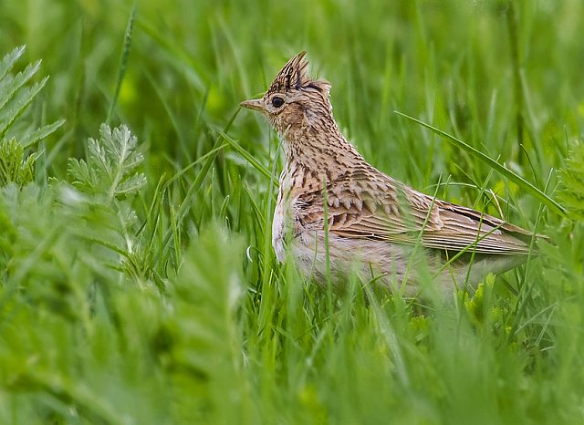 Feldlerche &copy; Carl-Peter Herbolzheimer