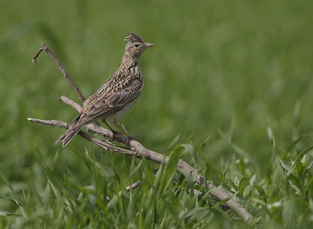 Feldlerche &copy; Arnold Schuchter