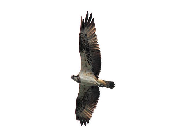 Fischadler &copy; H.-Dieter Naundorf