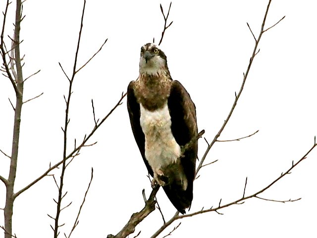 Fischadler &copy; Jakob Fischer 