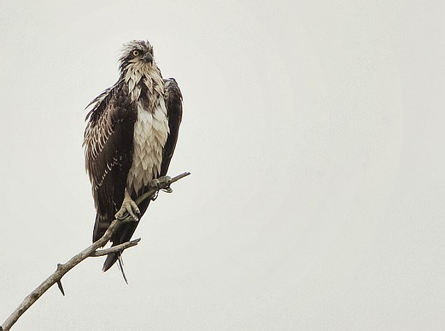 Fischadler &copy; Ulrich Rösch