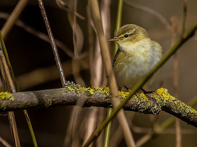 Fitis &copy; Carl-Peter Herbolzheimer