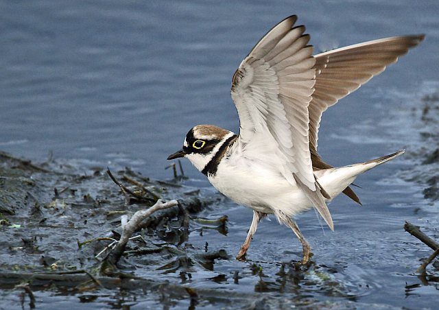 Flussregenpfeifer &copy; Carl-Peter Herbolzheimer
